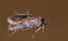 Agonopterix purpurea